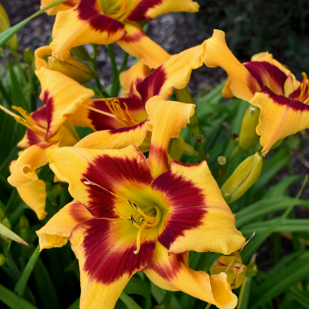 Rainbow Rhythm® 'Tiger Swirl' Daylily (Hemerocallis)
