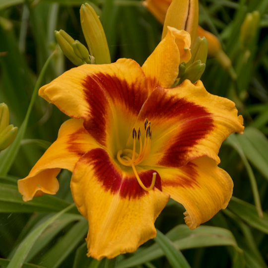 Rainbow Rhythm® 'Tiger Swirl' Daylily (Hemerocallis)