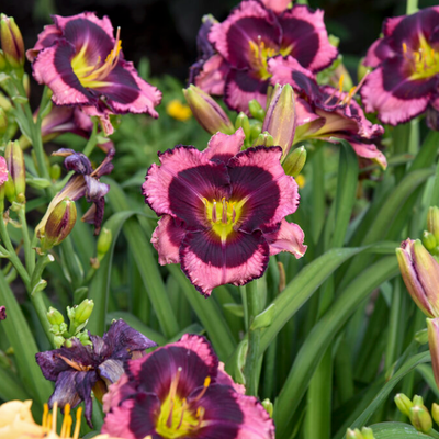 Rainbow Rhythm 'Storm Shelter' Daylily up close.