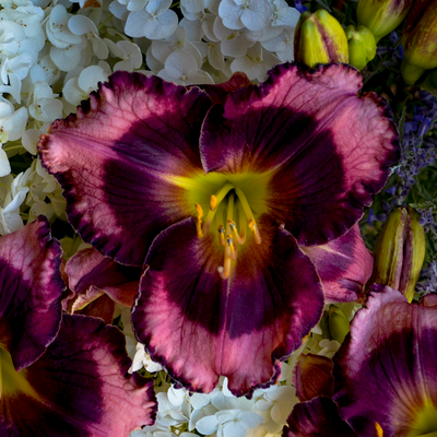 Rainbow Rhythm 'Storm Shelter' Daylily up close.