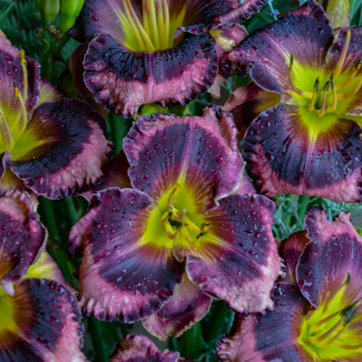 Rainbow Rhythm 'Storm Shelter' Daylily up close.