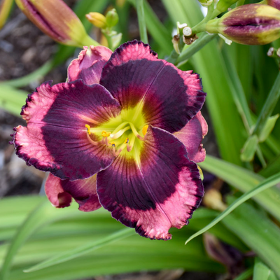 Rainbow Rhythm 'Storm Shelter' Daylily up close.