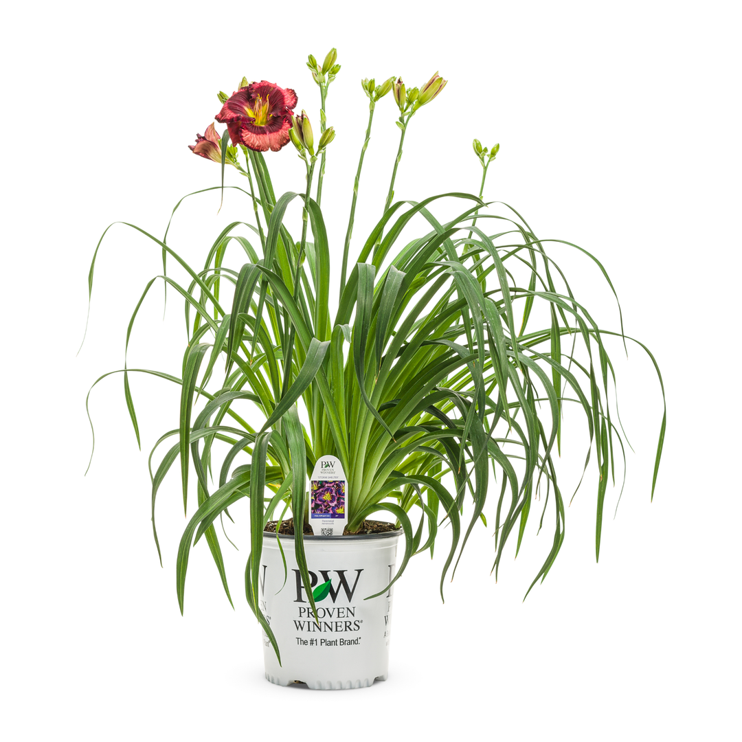 Daylily | Rainbow Rhythm® 'Storm Shelter' | Proven Winners