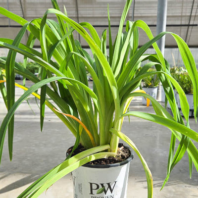 Rainbow Rhythm 'Storm Shelter' Rainbow Rhythm 'Storm Shelter' Daylily in focus.