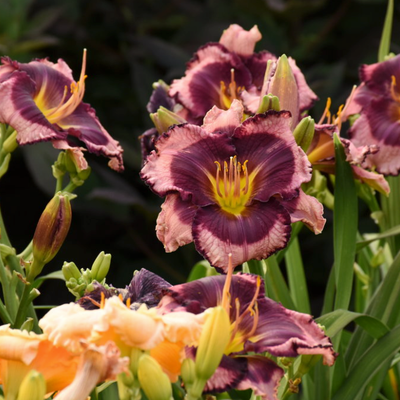 Rainbow Rhythm 'Storm Shelter' Daylily in use.