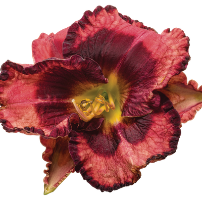 Rainbow Rhythm® 'Storm Shelter' Daylily (Hemerocallis hybrid)