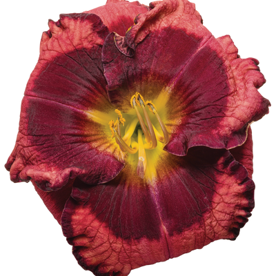 Rainbow Rhythm® 'Storm Shelter' Daylily (Hemerocallis hybrid)