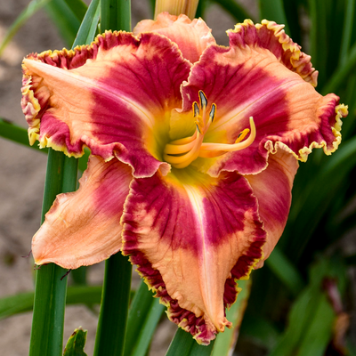 Rainbow Rhythm 'Lake of Fire' Daylily up close.