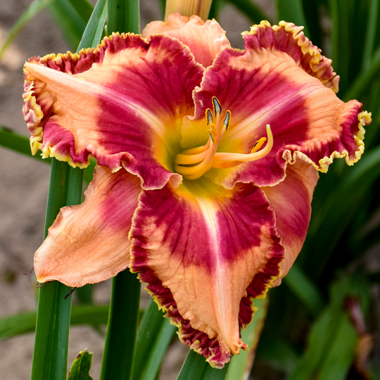 Rainbow Rhythm® 'Lake of Fire' Daylily (Hemerocallis)
