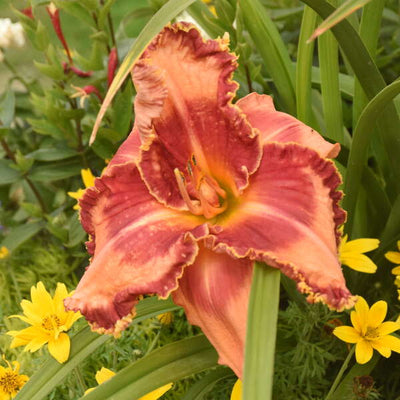 Rainbow Rhythm® 'Lake of Fire' Daylily (Hemerocallis hybrid)