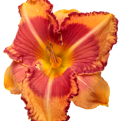 Rainbow Rhythm 'Lake of Fire' Daylily in macro.