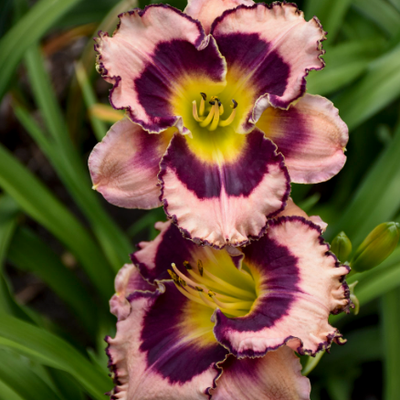 Rainbow Rhythm 'Sound of My Heart' Daylily up close.