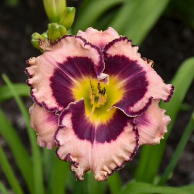 Rainbow Rhythm 'Sound of My Heart' Daylily up close.