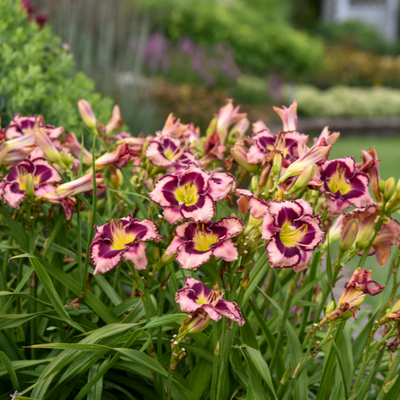 Rainbow Rhythm 'Sound of My Heart' Daylily in focus.