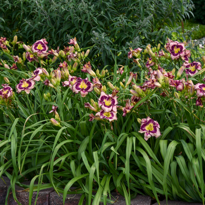 Rainbow Rhythm 'Sound of My Heart' Daylily in use.