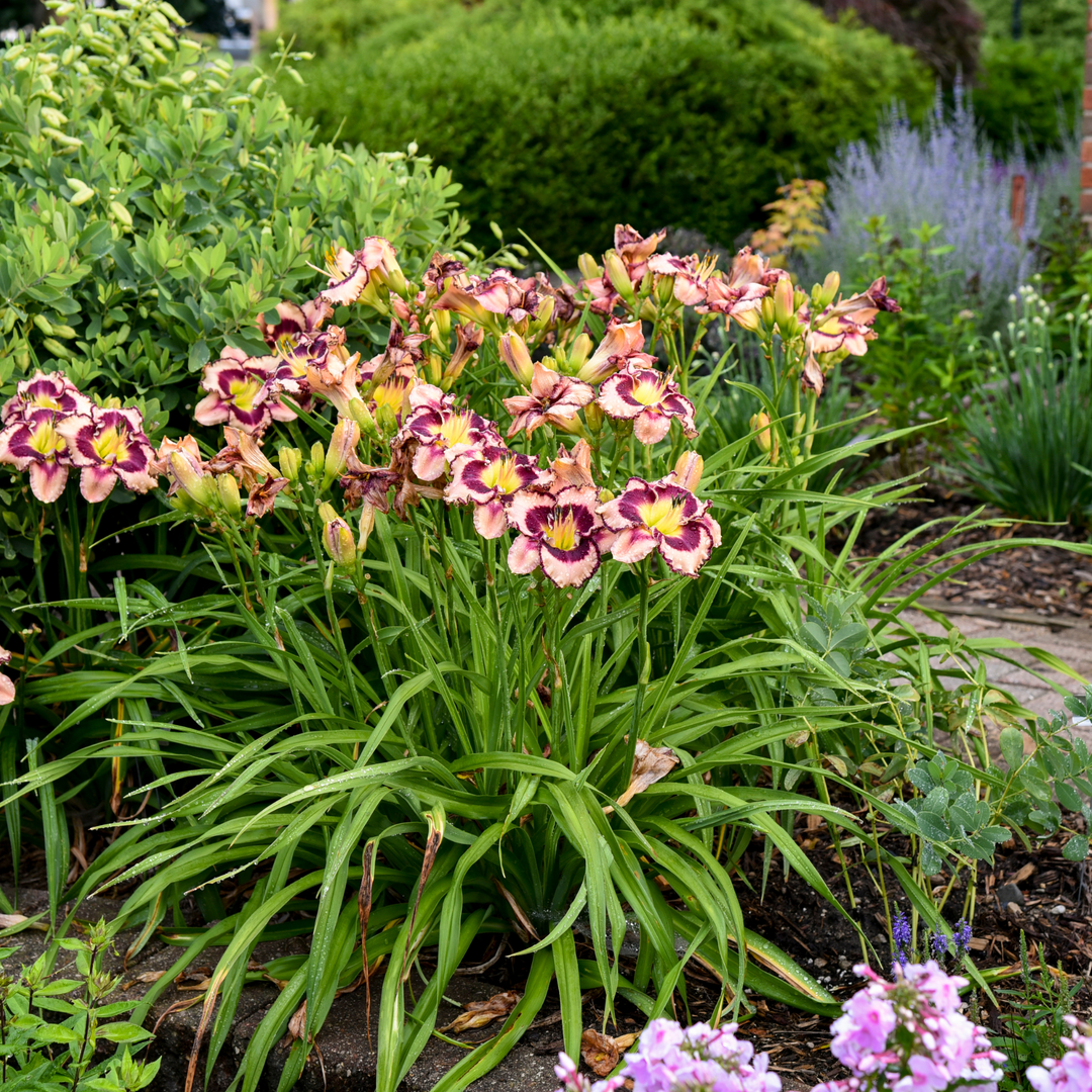 Daylily | Rainbow Rhythm® 'Sound of My Heart' | Proven Winners