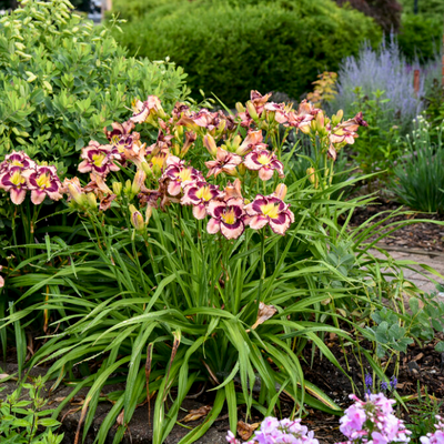 Rainbow Rhythm 'Sound of My Heart' Daylily in use.