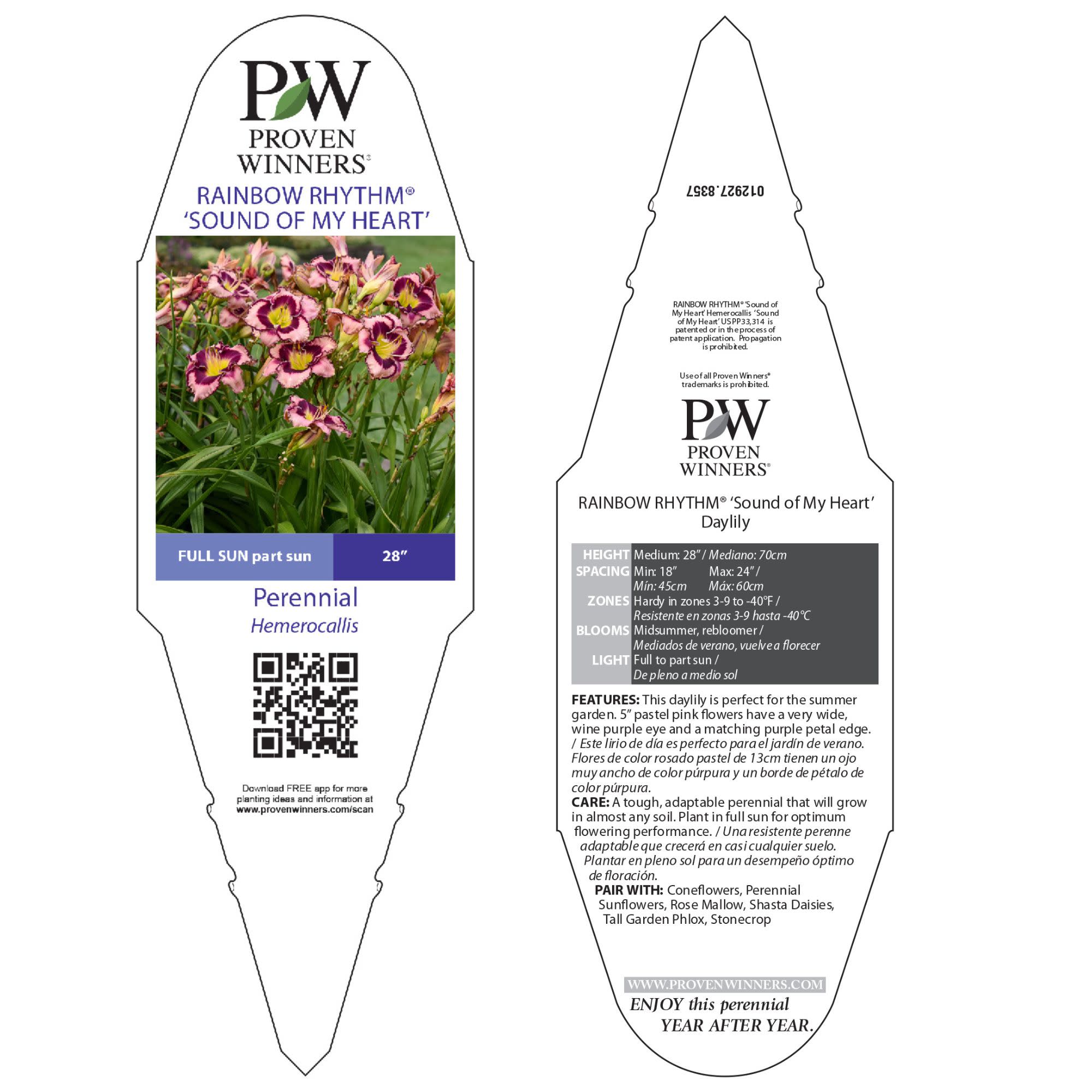 Daylily | Rainbow Rhythm® 'Sound of My Heart' | Proven Winners