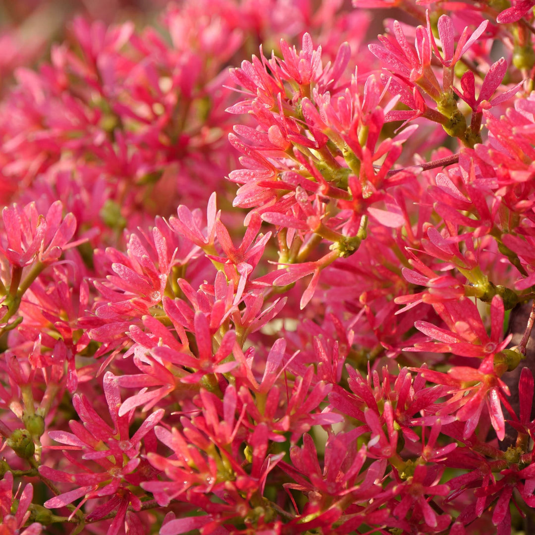 Temple Of Bloom® Seven-Son Flower (Heptacodium miconioides)