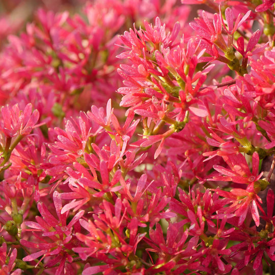 Temple Of Bloom® Seven-Son Flower (Heptacodium miconioides)