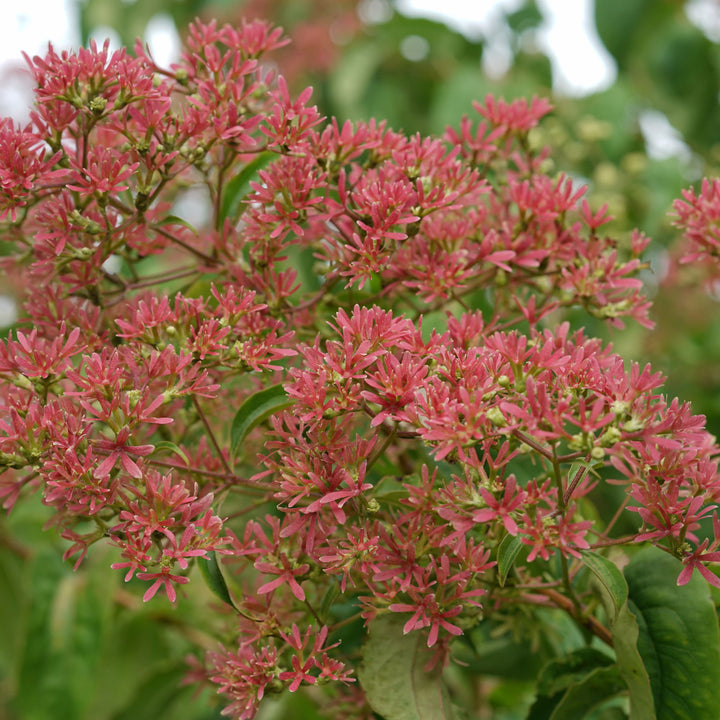 Temple Of Bloom® Seven-Son Flower (Heptacodium miconioides)