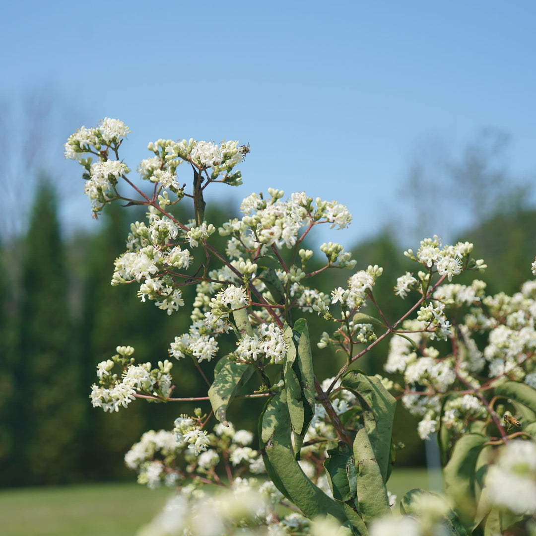 Temple Of Bloom® Seven-Son Flower (Heptacodium miconioides)