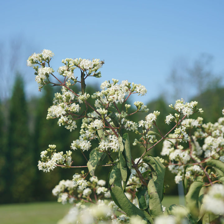 Temple Of Bloom® Seven-Son Flower (Heptacodium miconioides)