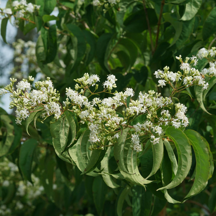 Temple Of Bloom® Seven-Son Flower (Heptacodium miconioides)