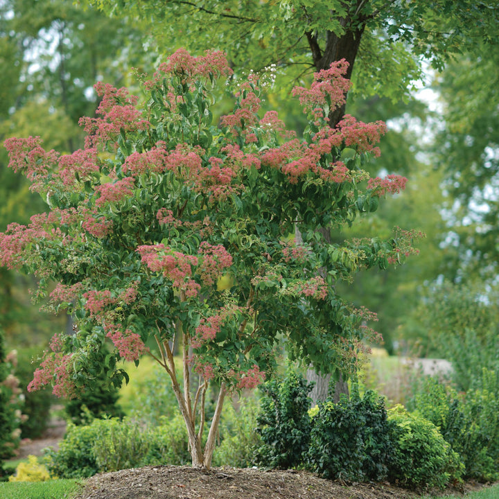 Temple Of Bloom® Seven-Son Flower (Heptacodium miconioides)