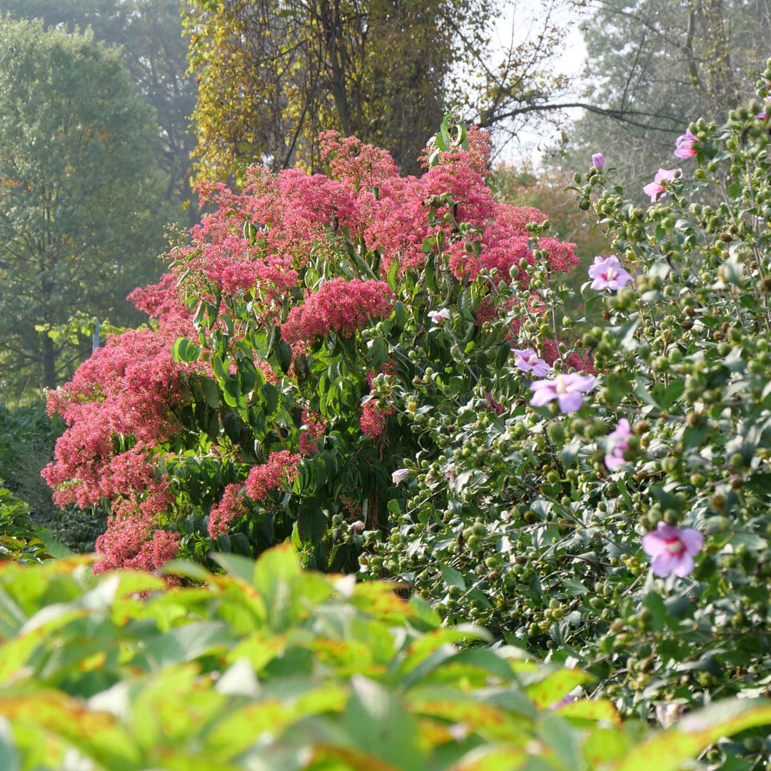 Temple Of Bloom® Seven-Son Flower (Heptacodium miconioides)