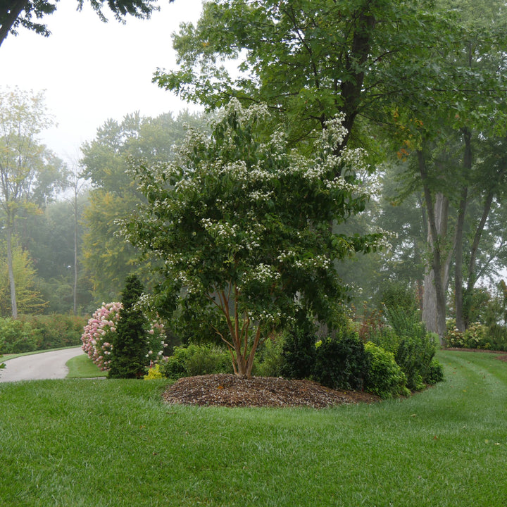 Temple Of Bloom® Seven-Son Flower (Heptacodium miconioides)