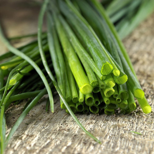 Proven Selections® Medium Chives (Allium schoenoprasum)