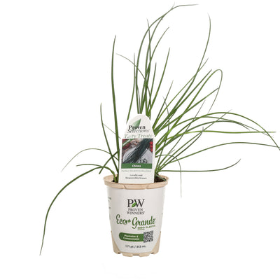 Proven Selections® Medium Chives (Allium schoenoprasum)