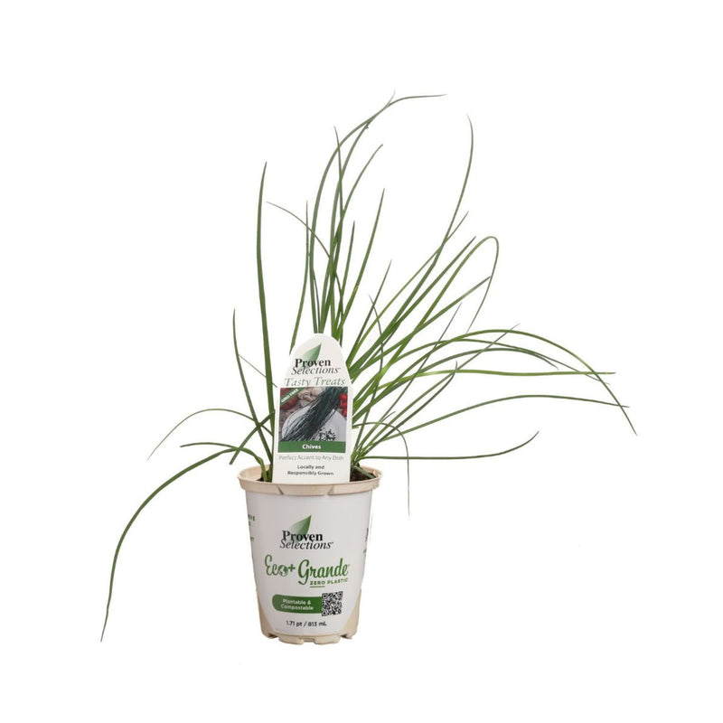 Proven Selections® Medium Chives (Allium schoenoprasum)