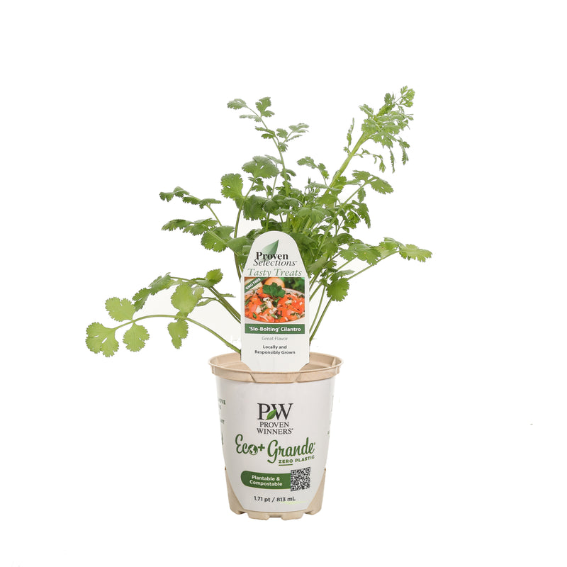 Proven Selections® Slow Bolt Cilantro Coriander (Coriandrum sativum)