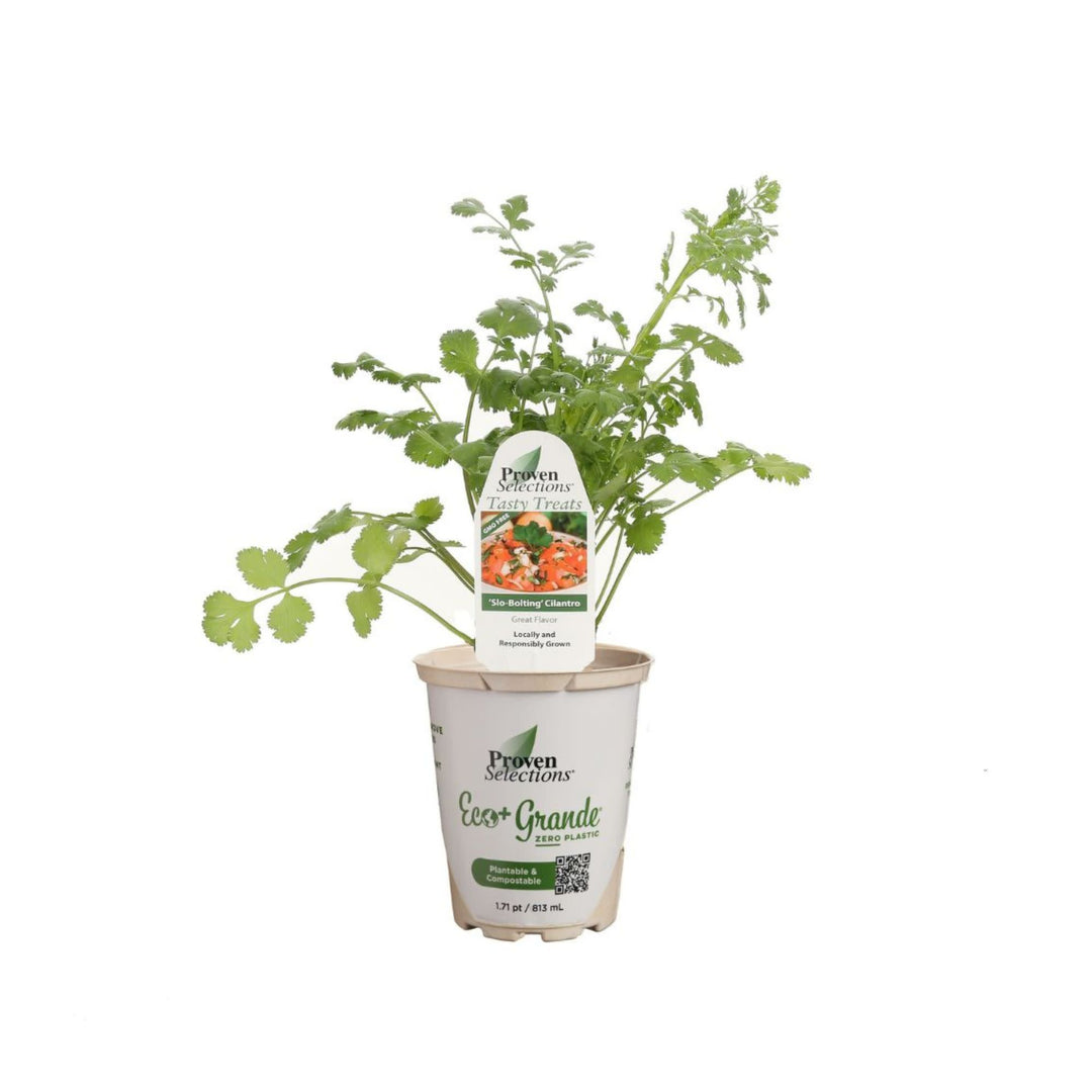 house plant that looks like cilantro Coriander | Proven Selections® Slow Bolt Cilantro