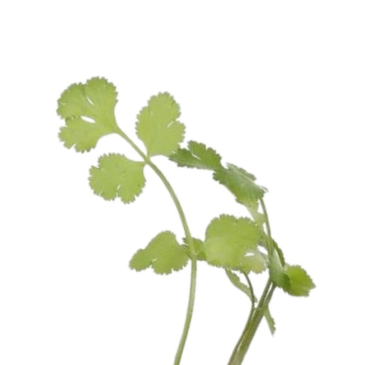 Proven Selections® Slow Bolt Cilantro Coriander (Coriandrum sativum)