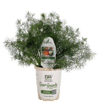 Proven Selections® Hedger Dill (Anethum graveolens)