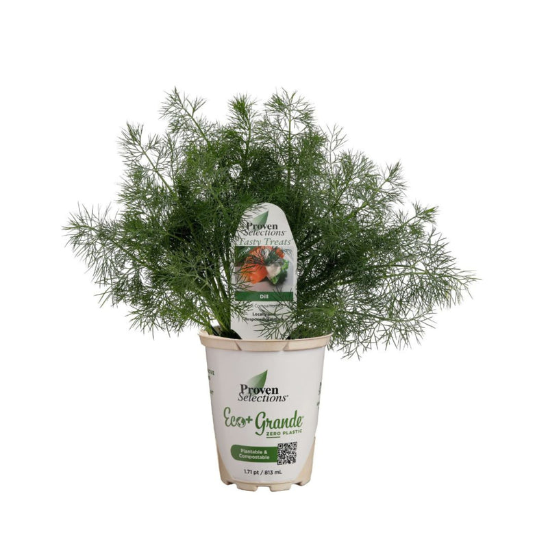 Proven Selections® Hedger Dill (Anethum graveolens)