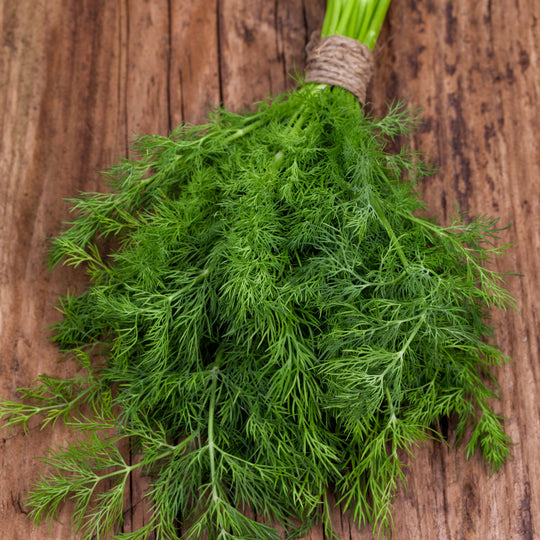 Proven Selections® Hedger Dill (Anethum graveolens)