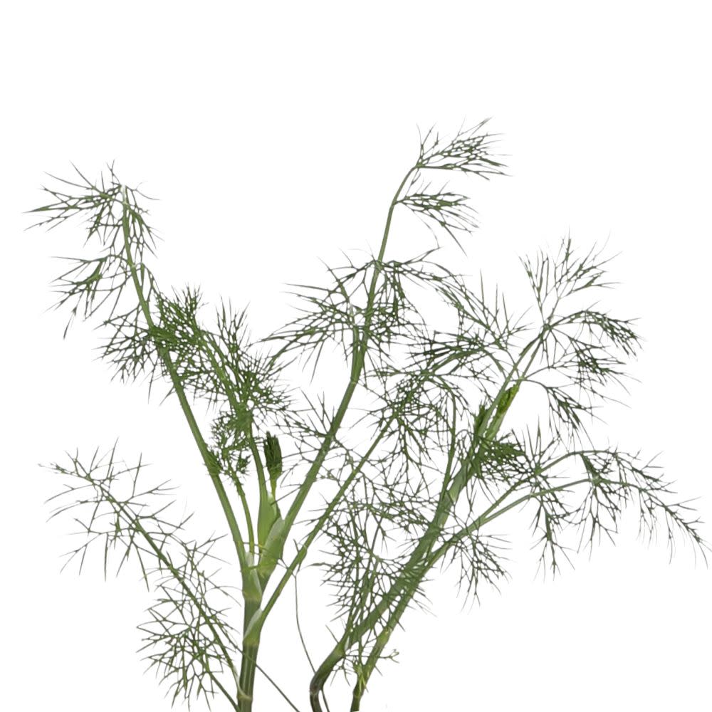 Dill | Proven Selections® Hedger Dill
