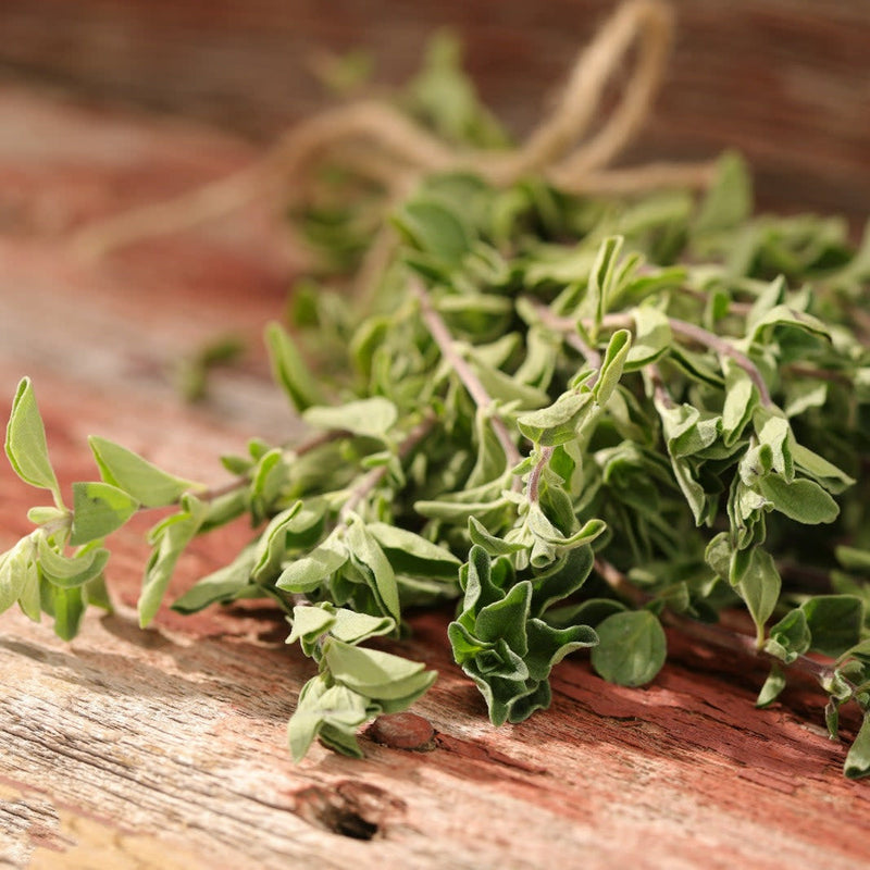 Proven Selections Greek Oregano Greek Oregano Oregano up close.