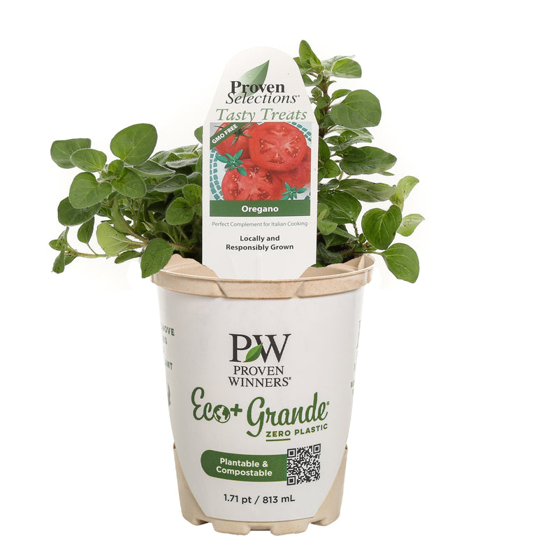 Proven Selections® Greek Oregano (Origanum vulgare)