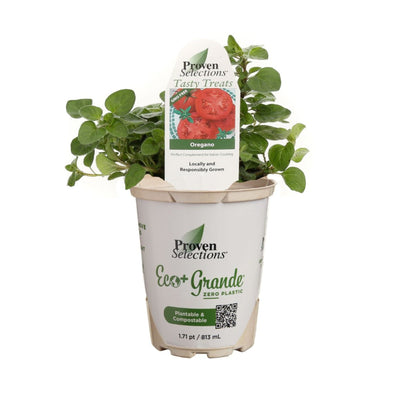 Proven Selections® Greek Oregano (Origanum vulgare)