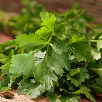 Proven Selections Flat Leaf Parsley Parsley up close.