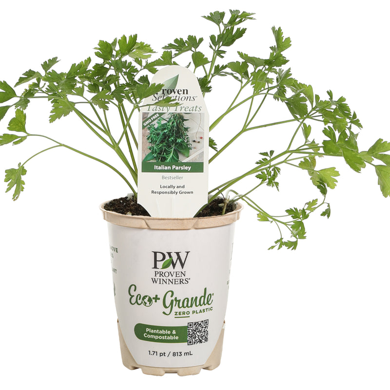 Proven Selections® Flat Leaf Parsley (Petroselinum neapolitanum)