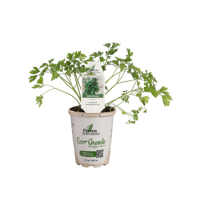 Proven Selections® Flat Leaf Parsley (Petroselinum neapolitanum)