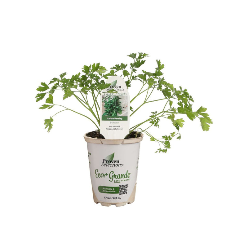 Proven Selections® Flat Leaf Parsley (Petroselinum neapolitanum)
