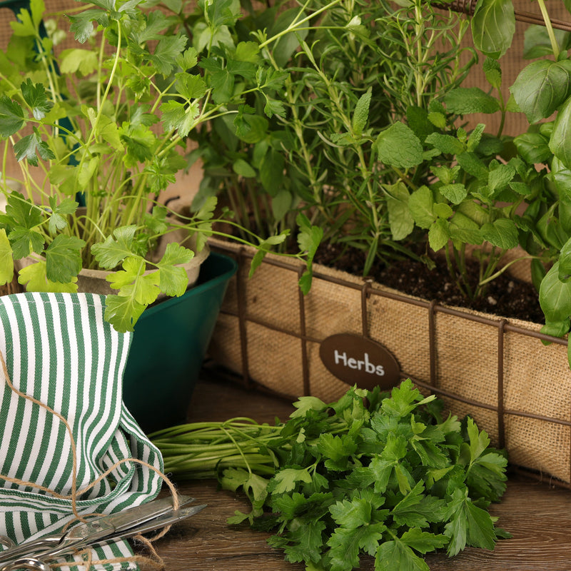 Proven Selections Flat Leaf Parsley Parsley in use.