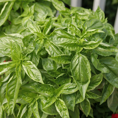 Amazel Basil Sweet Italian Basil up close.